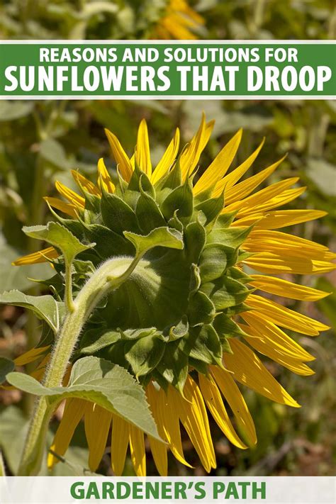 Solutions for SunflowersThat Droop .